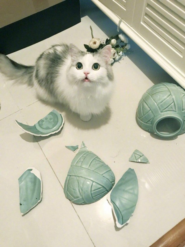 Забавные фото котеек