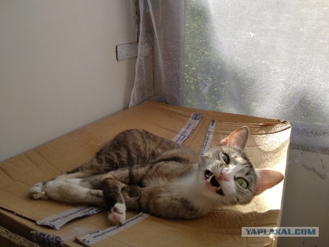 Кошиная жесть