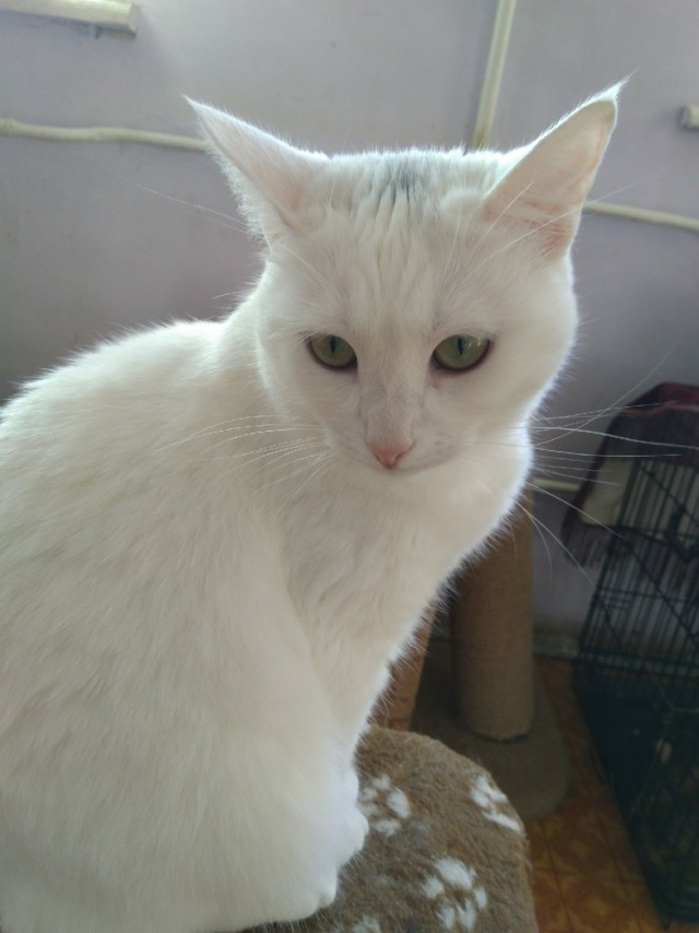 Забавные фото котеек