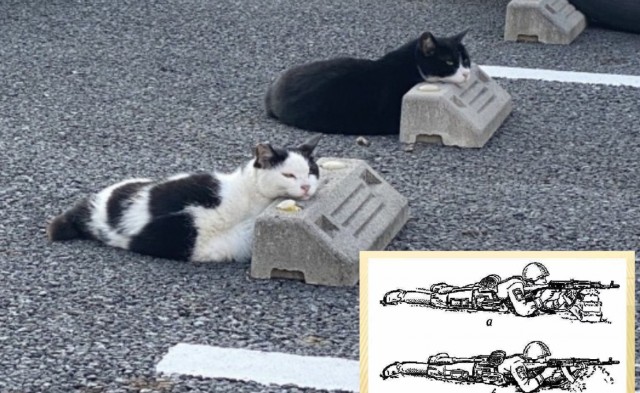 Коты, которые спят где попало и как попало