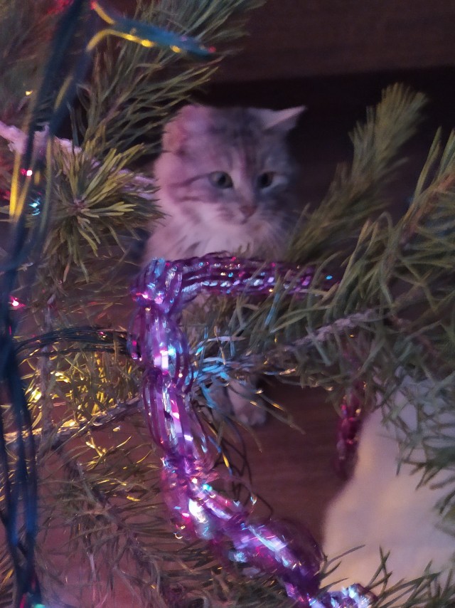 Кот, который не любит Новый год
