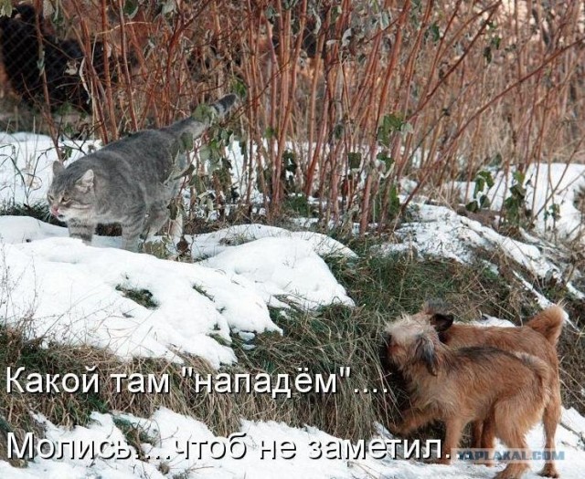 Ссыкливый бульдожек
