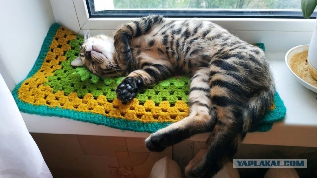 Кот Василий
