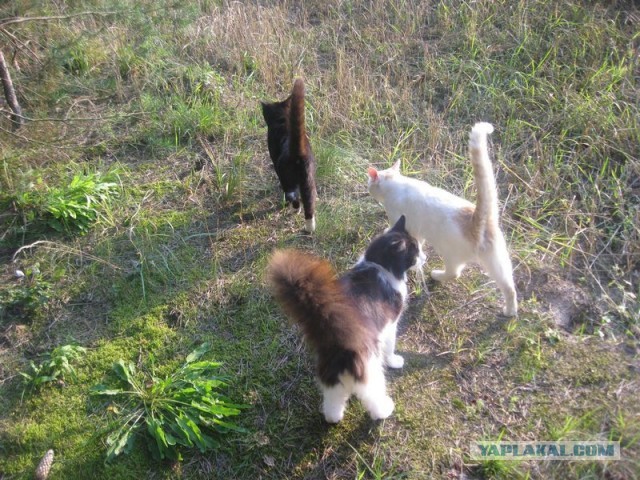Жизнь домашнего приюта для котеек 355