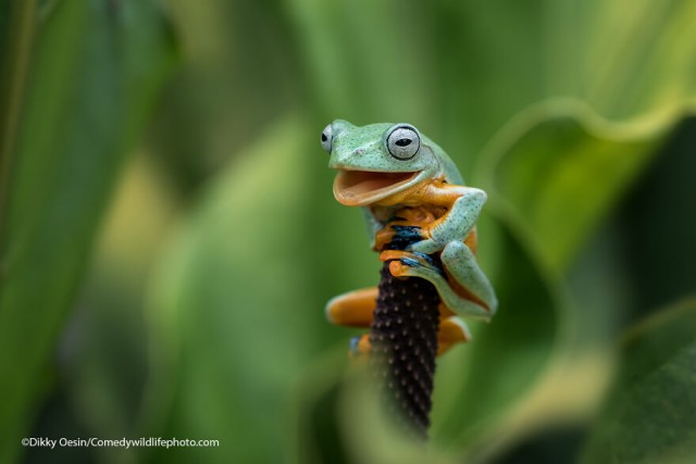 Лучшие фото конкурса Comedy Wildlife Photography Awards 2021