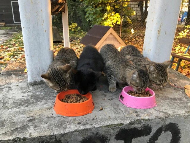 Кошкин дом