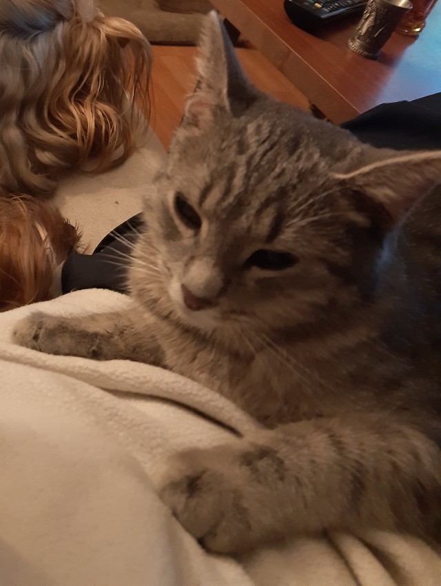 Котовторник так котовторник