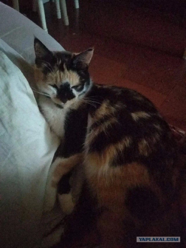 Котики в беде