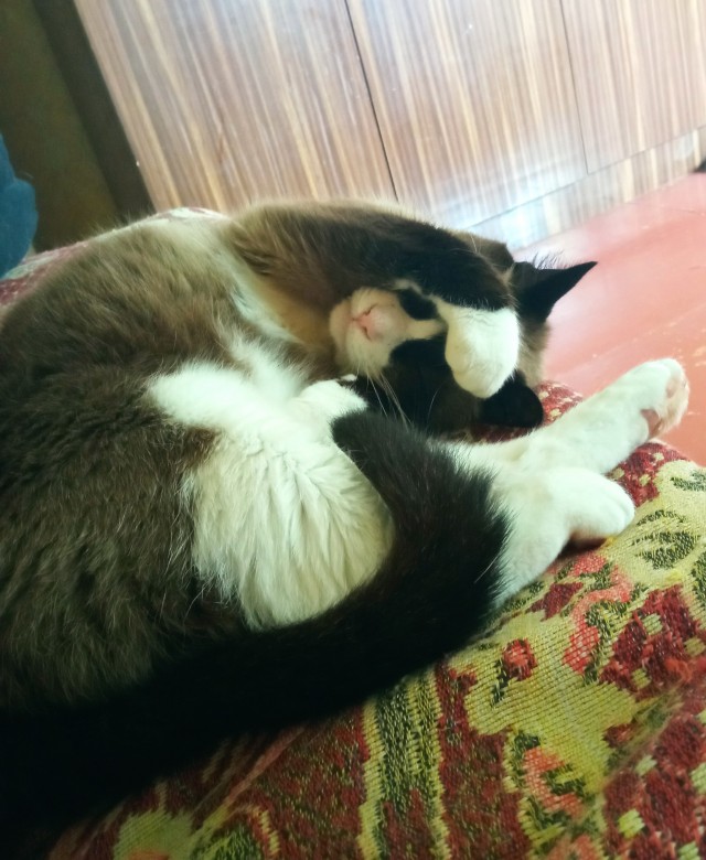 Кот