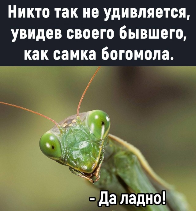 Немного мемчиков. Для взрослых 18+. Часть 12