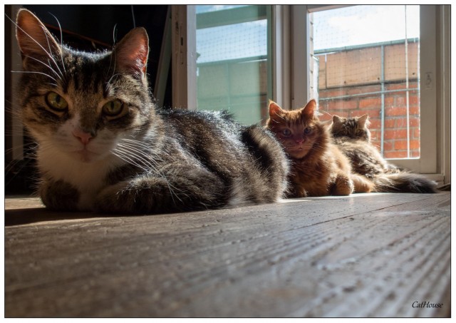 Прогнать кота невозможно