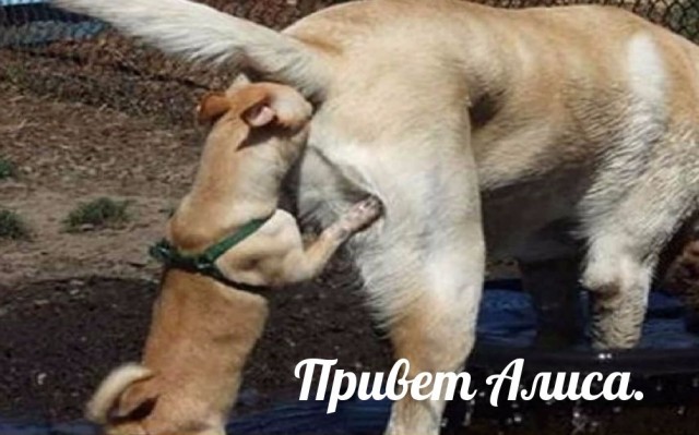 Взял Яндекс колонку по подписке