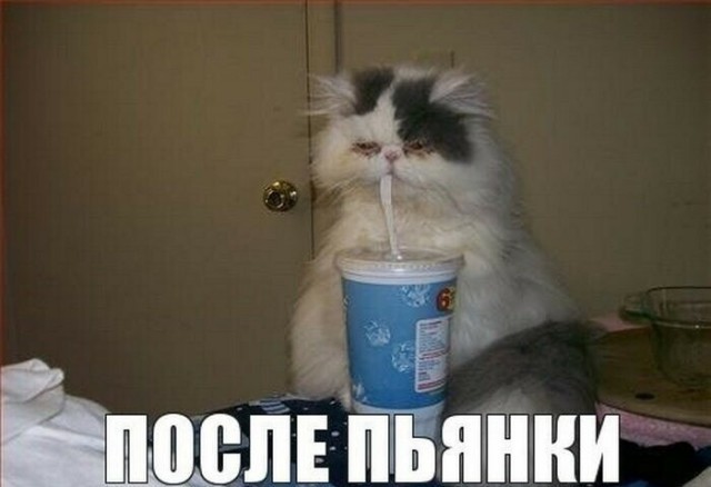 Ужасы похмелья: Как жадность фраера сгубила.