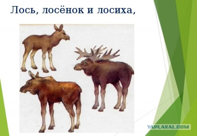 На Волчихинском водохранилище любопытный лось подошел к рыбаку