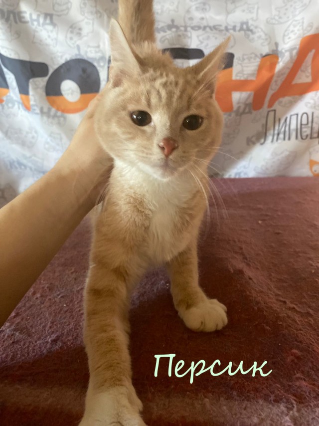 Жизнь домашнего приюта "Котоленд" 383
