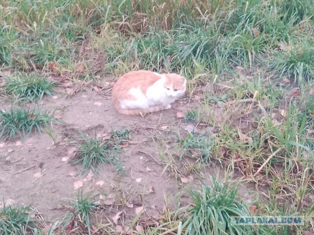 Жизнь домашнего приюта для котеек 470