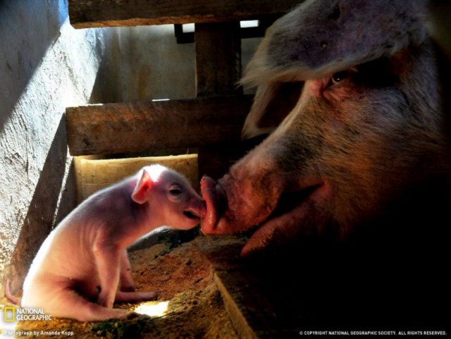 Лучшие фото от National Geographic