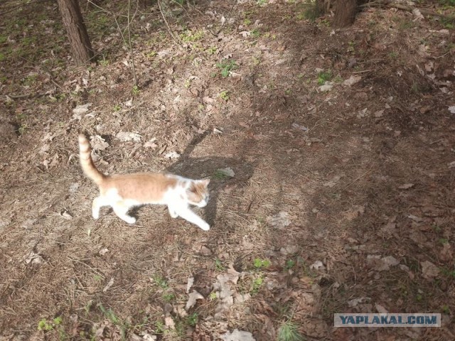 Жизнь домашнего приюта для котеек 491