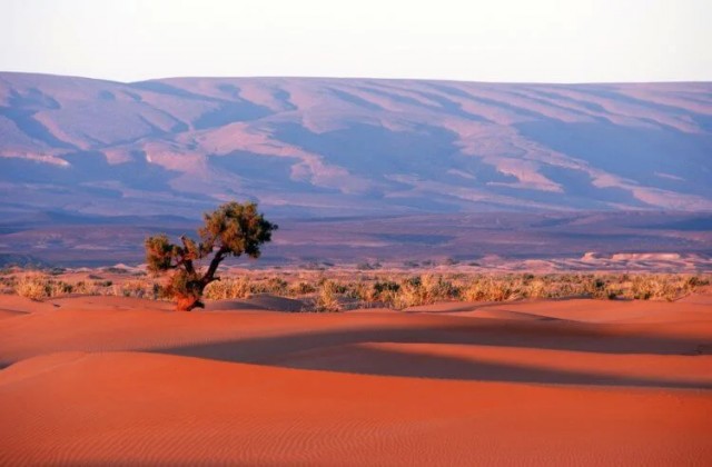 Наскальный рисунок показал, как выглядела пустыня Сахара 4000 лет назад