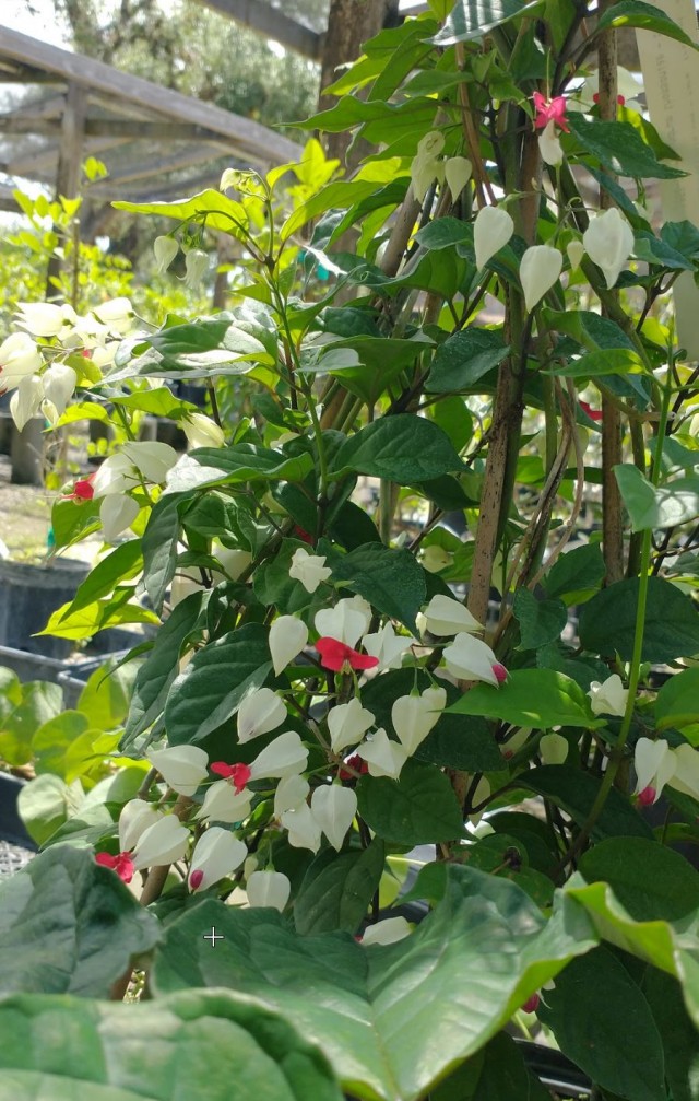 Мой ботанический сад с котами