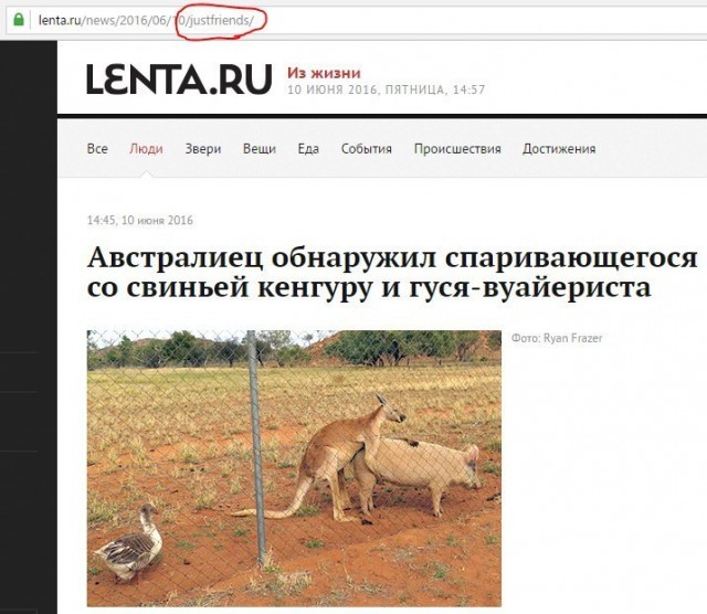 Кенгуру не сдаются