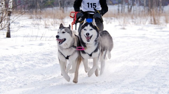 Москва зимняя и новогодняя. Часть вторая