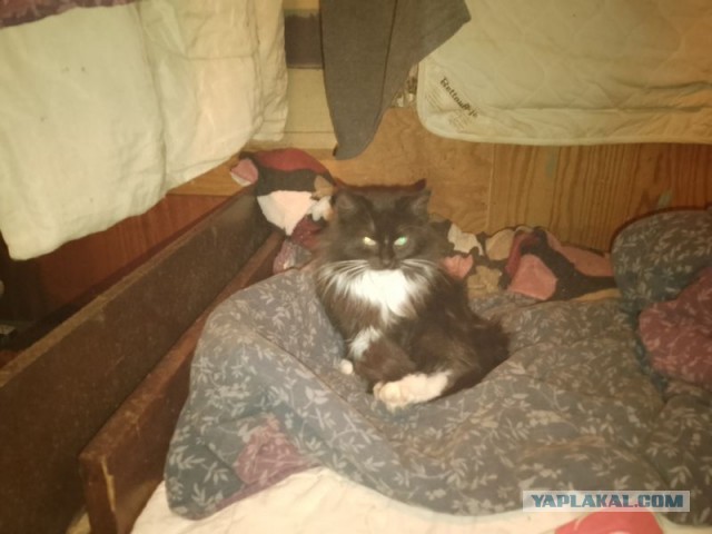 Жизнь домашнего приюта для котеек 531
