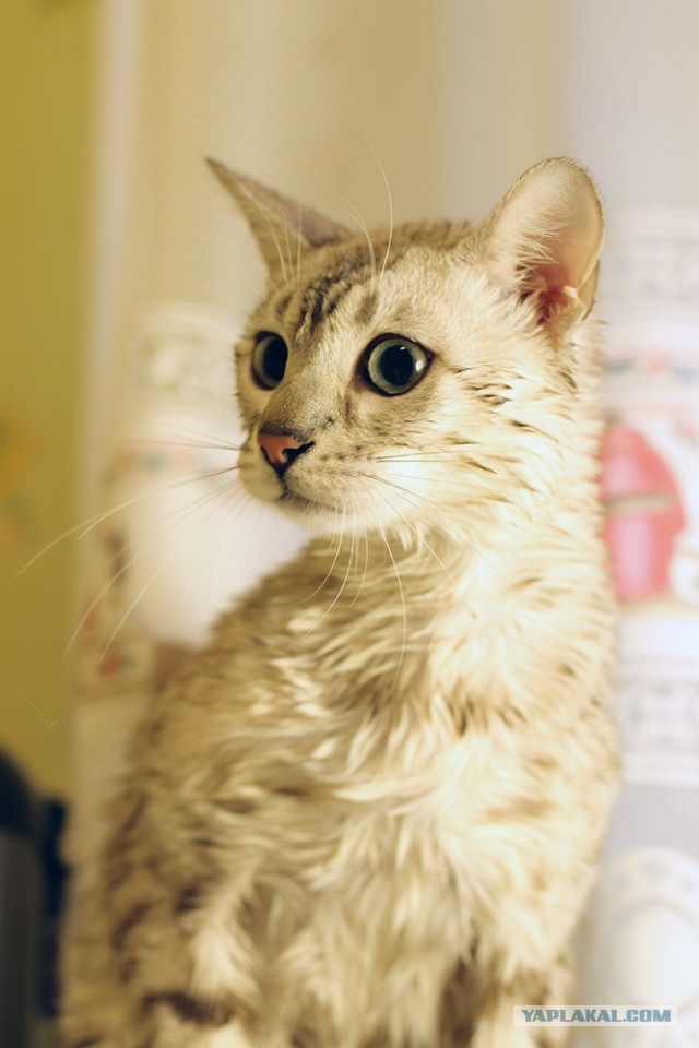 О бенгальских котах на наглядном примере