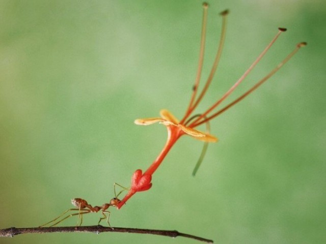 Несёт любимой цветочек.