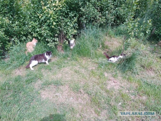 Жизнь домашнего приюта для котеек 546