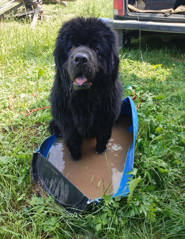 Собакочетверг!