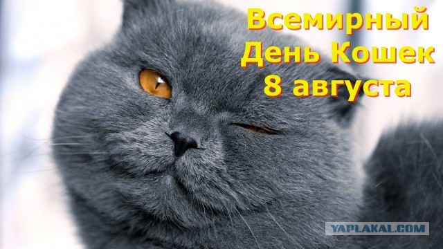 8 августа - Международный день котанов.
