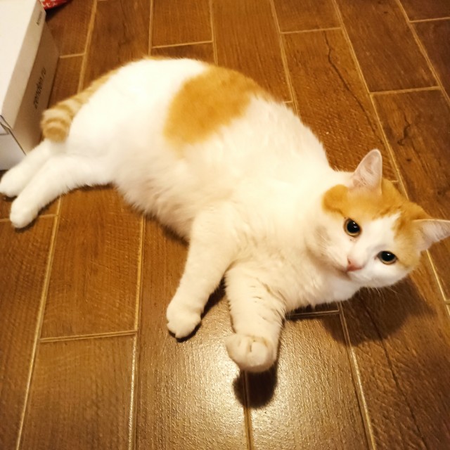 Посоветуйте по котею