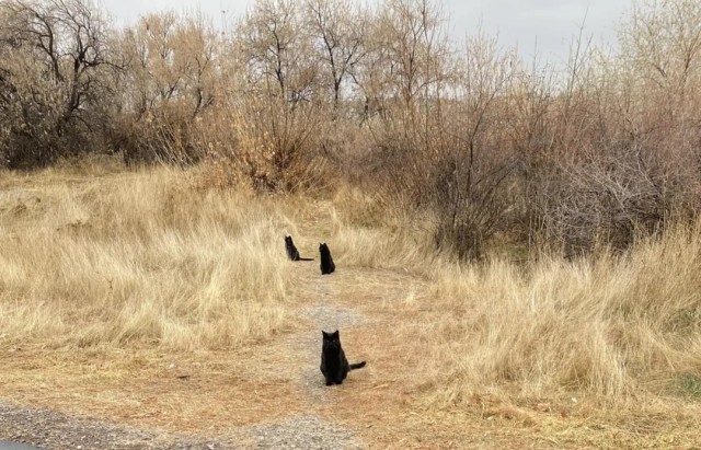 Осень (котовторник)