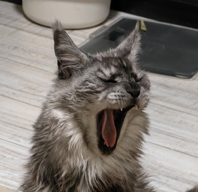 Кот мейн-кун, о котором не заботились