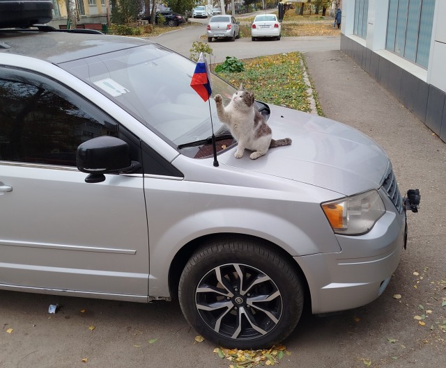 К котовторнику - однажды в Рязани