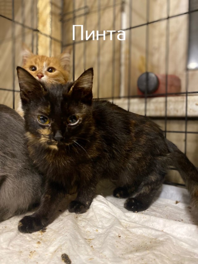 Жизнь домашнего приюта "Котоленд" 519