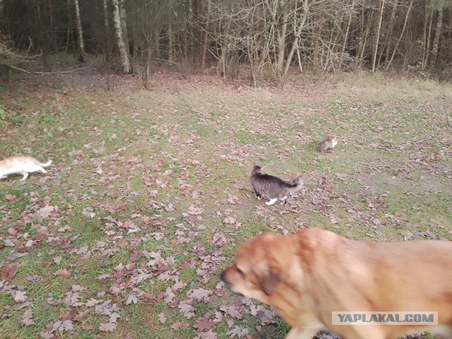 Жизнь домашнего приюта для котеек 563