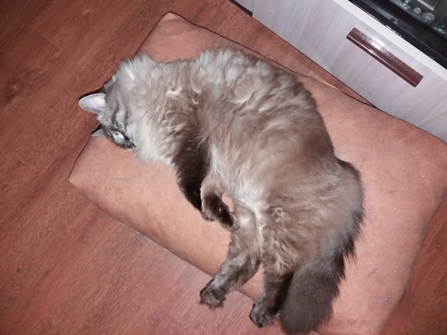 Котовторник же, да?