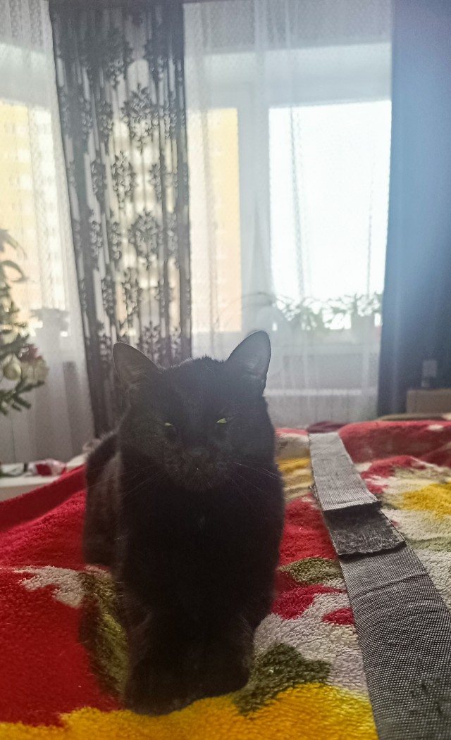 Ладно, вот пантер... а