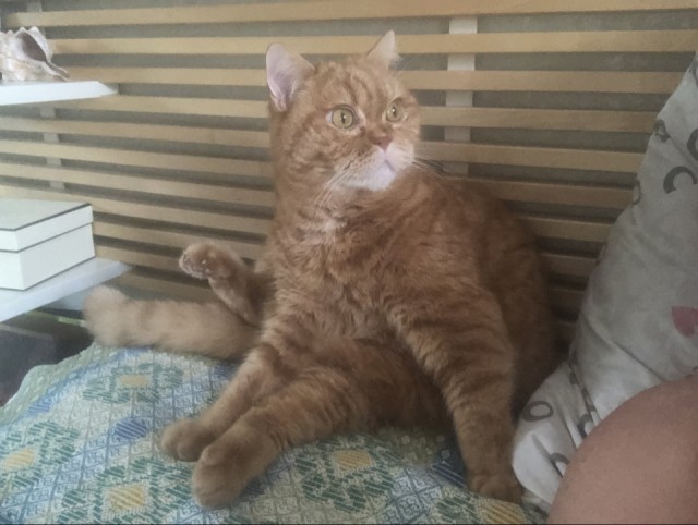 Хвостище к котовторнику