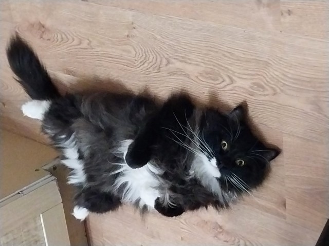 Не забываем о Котовторнике!