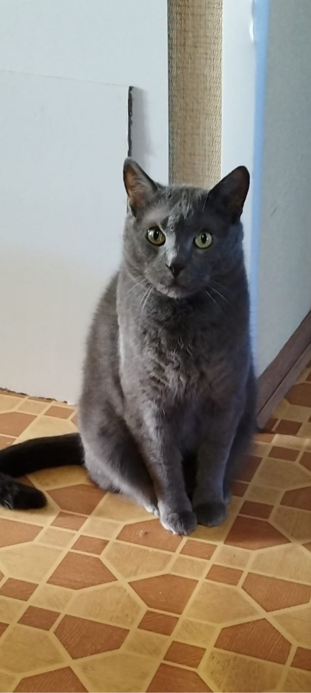Кошка Яна 19 лет