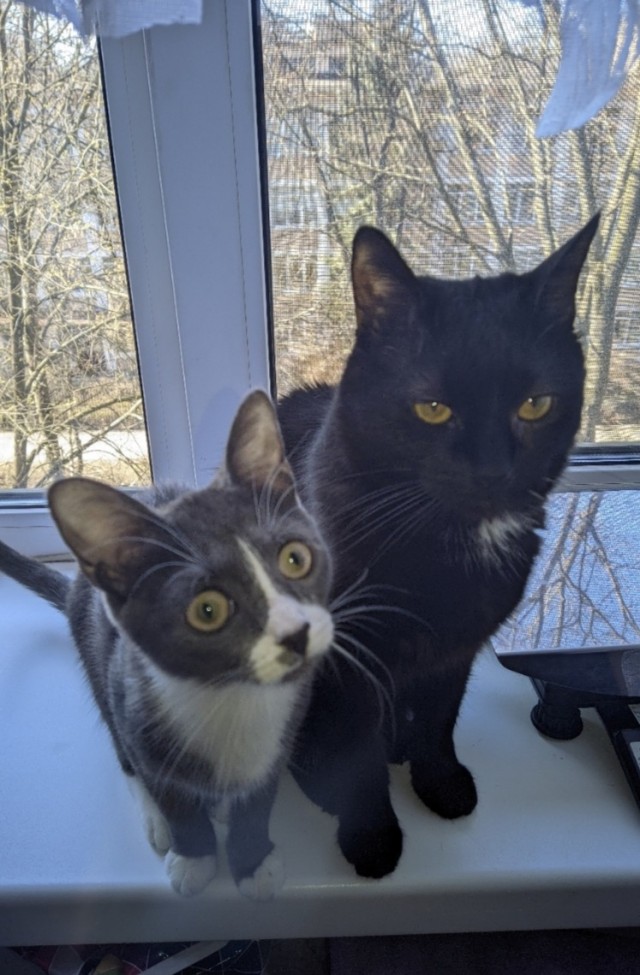 Фотки красивого кота.