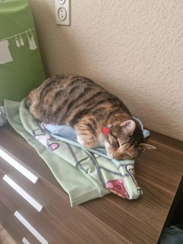 Трëхцветная героиня (котовторник)