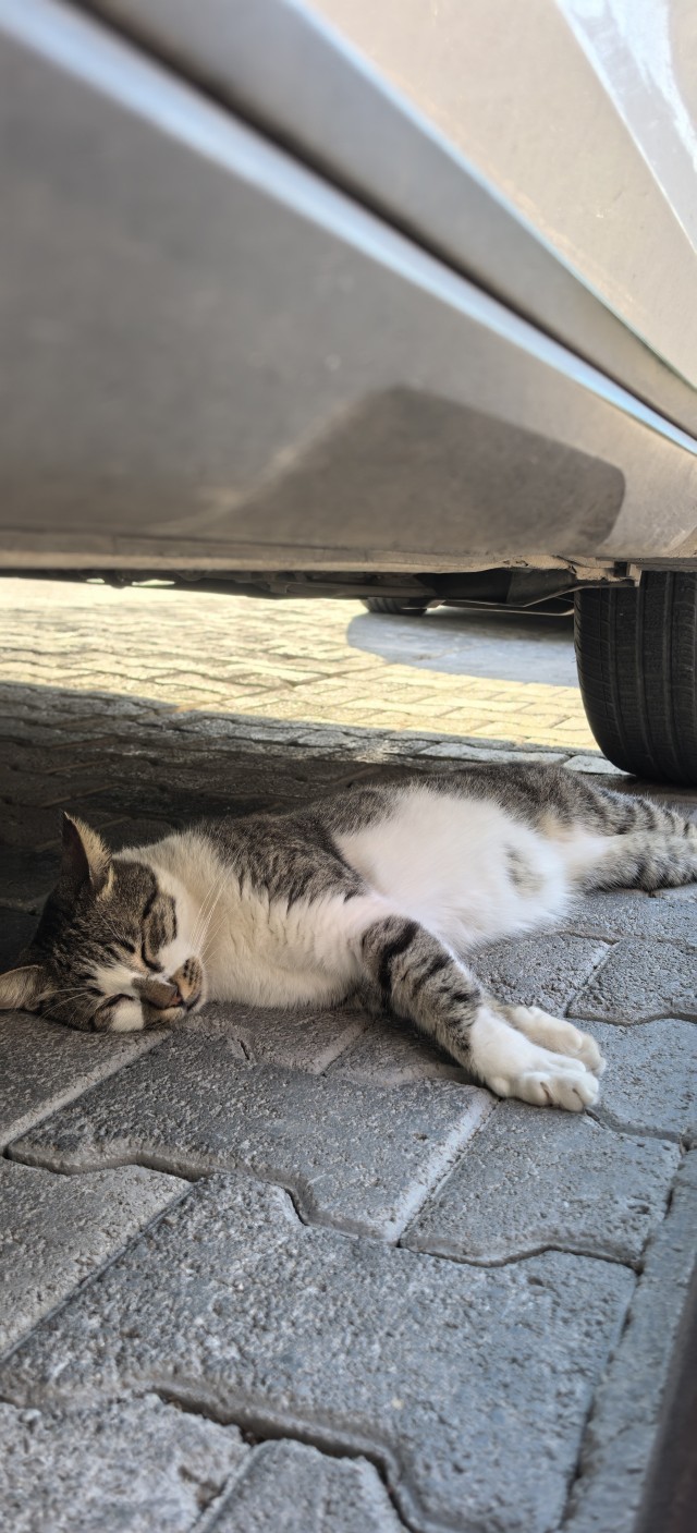 Котовторник 29.09.2026