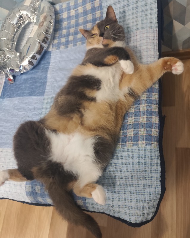Котовторник 29.09.2026