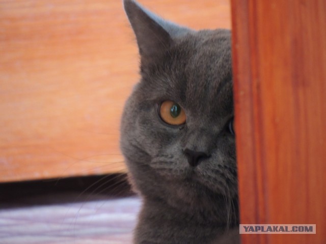 Котовторник 29.10.2013