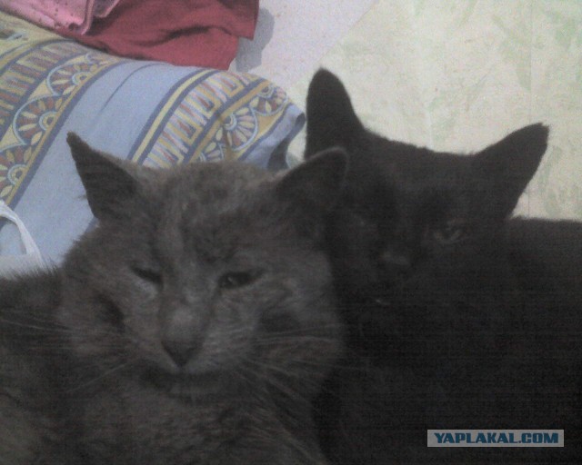 Котовторник 12.11.2013
