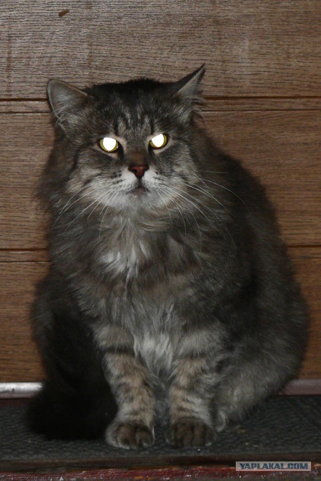 Котовторник  28.01.14